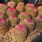 Preview: Echinocereus rigidissimus v. rubrispinus L088